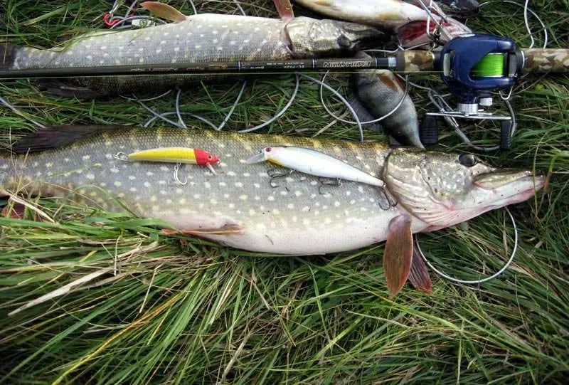 Pike fishing in spring: finding fish, fishing methods and bait