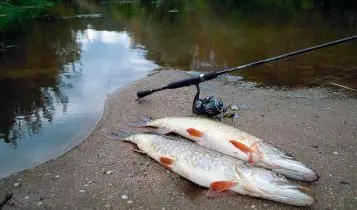 Pike fishing in summer: June, July, August. Where to look, how and what to catch