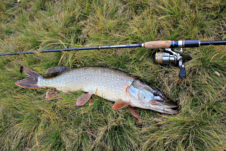 Pike fishing in summer: June, July, August. Where to look, how and what to catch