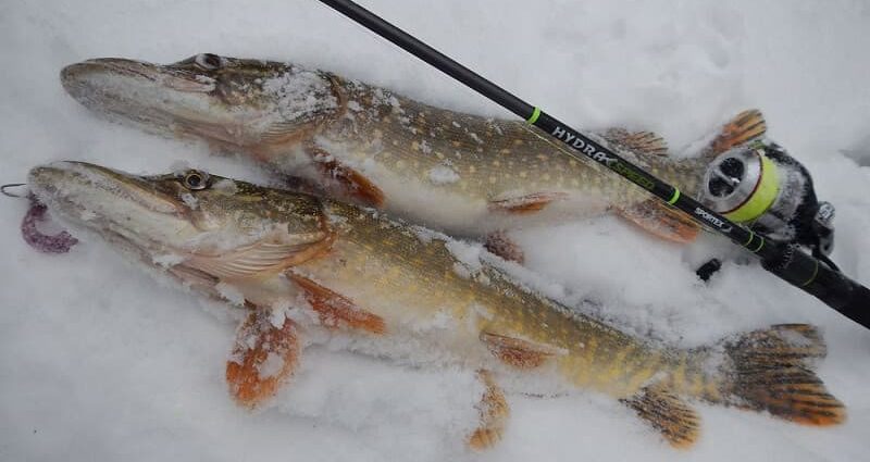 Pescuitul la stiuca iarna