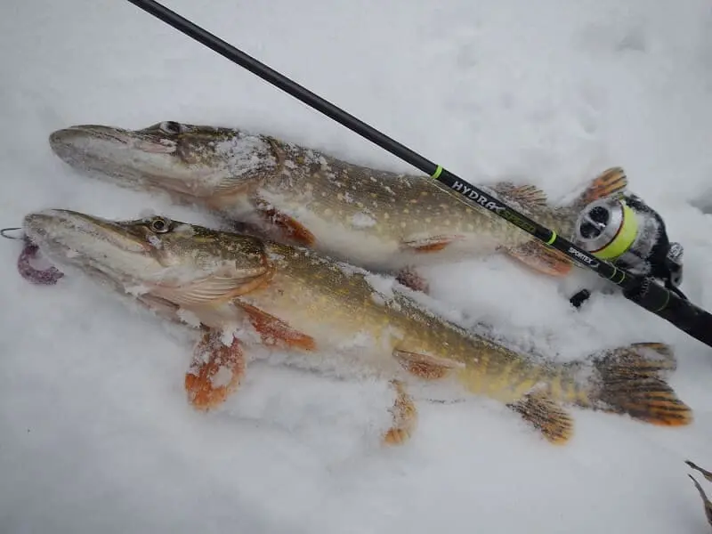 Pike fishing in winter