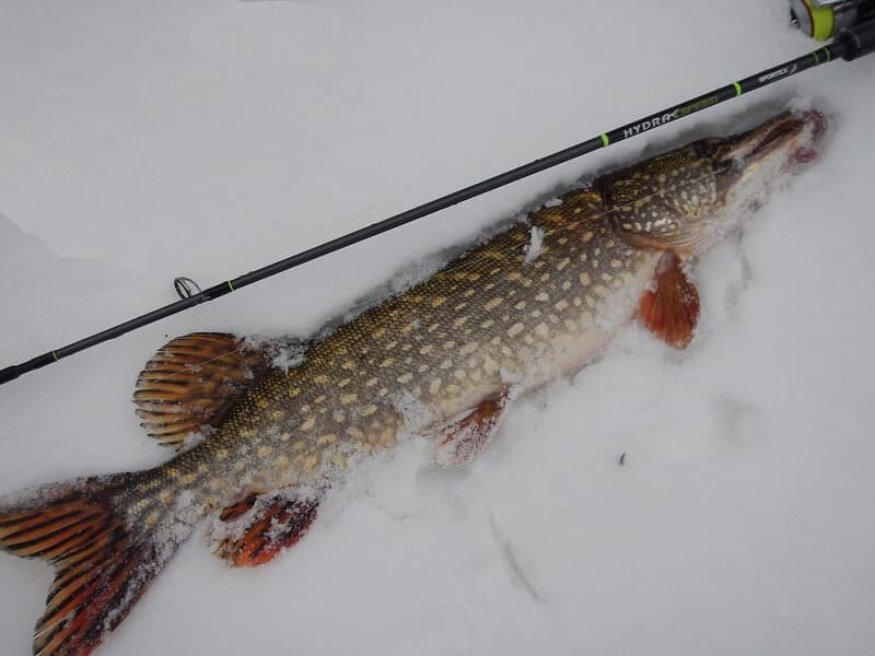 Pike fishing in winter