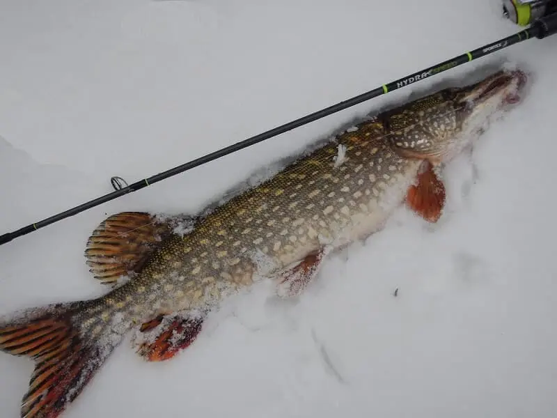 Pike fishing in winter