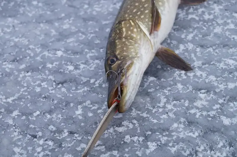 Pike fishing in winter