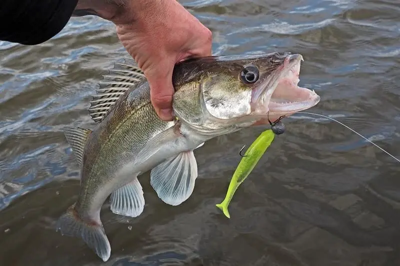 Pike fishing in winter