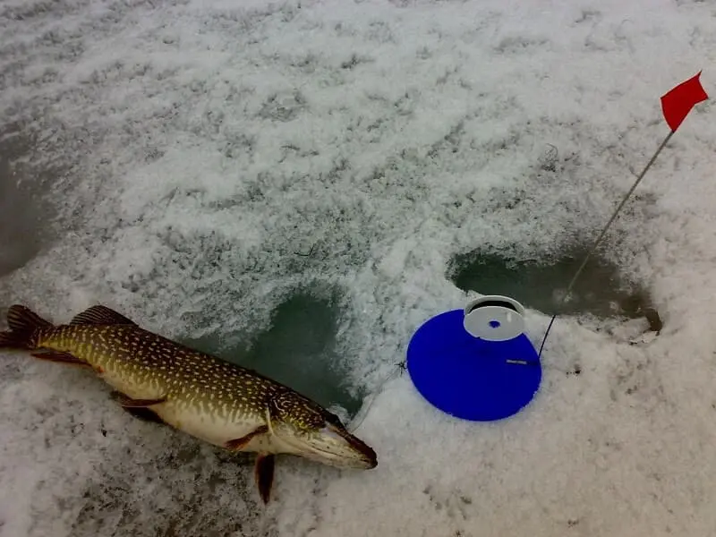 Pike fishing in winter