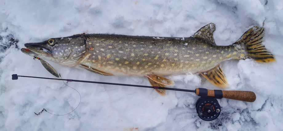 Pesca de pique no inverno do gelo: pesca em dezembro, janeiro, fevereiro