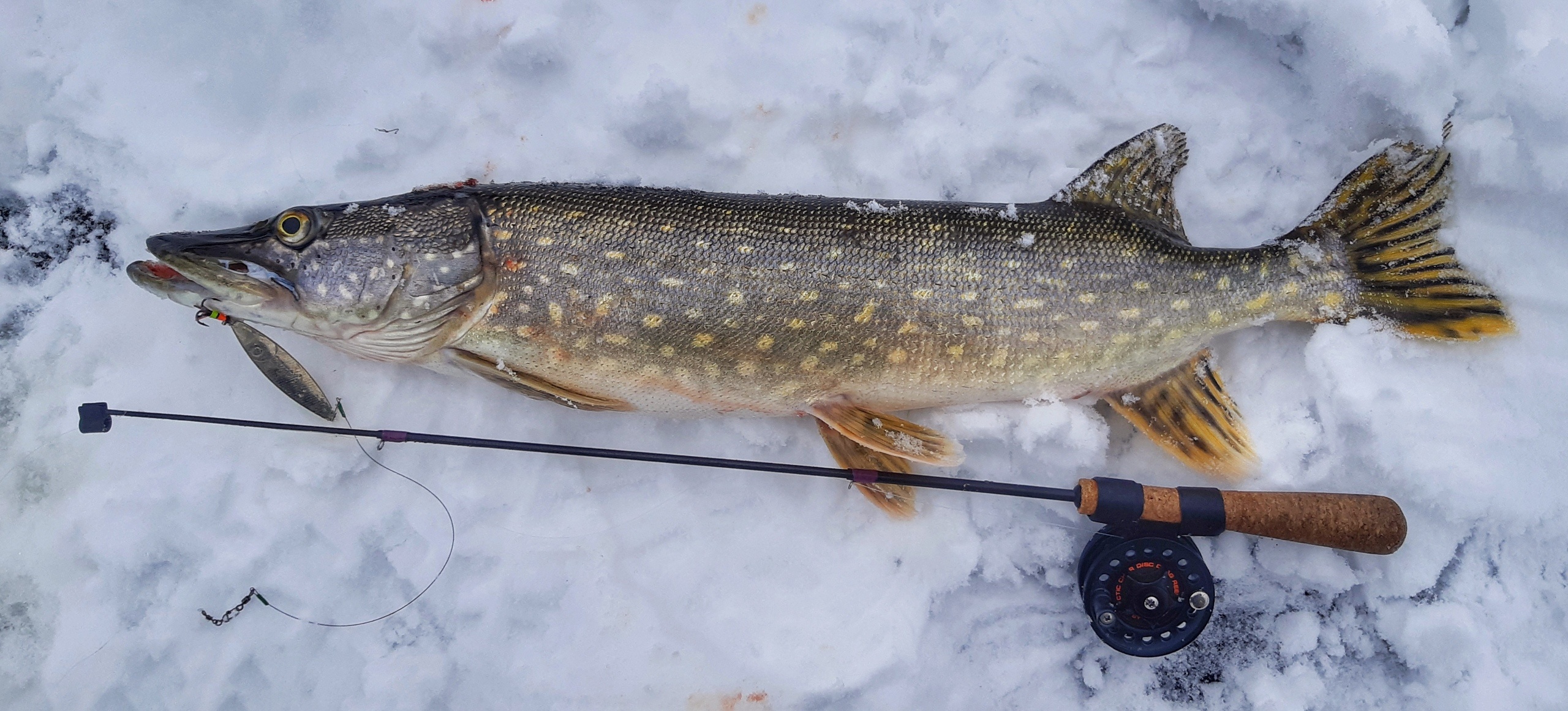 Pike fishing in winter from the ice: fishing in December, January, February