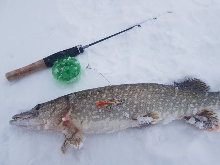 Pike fishing in winter from the ice: fishing in December, January, February