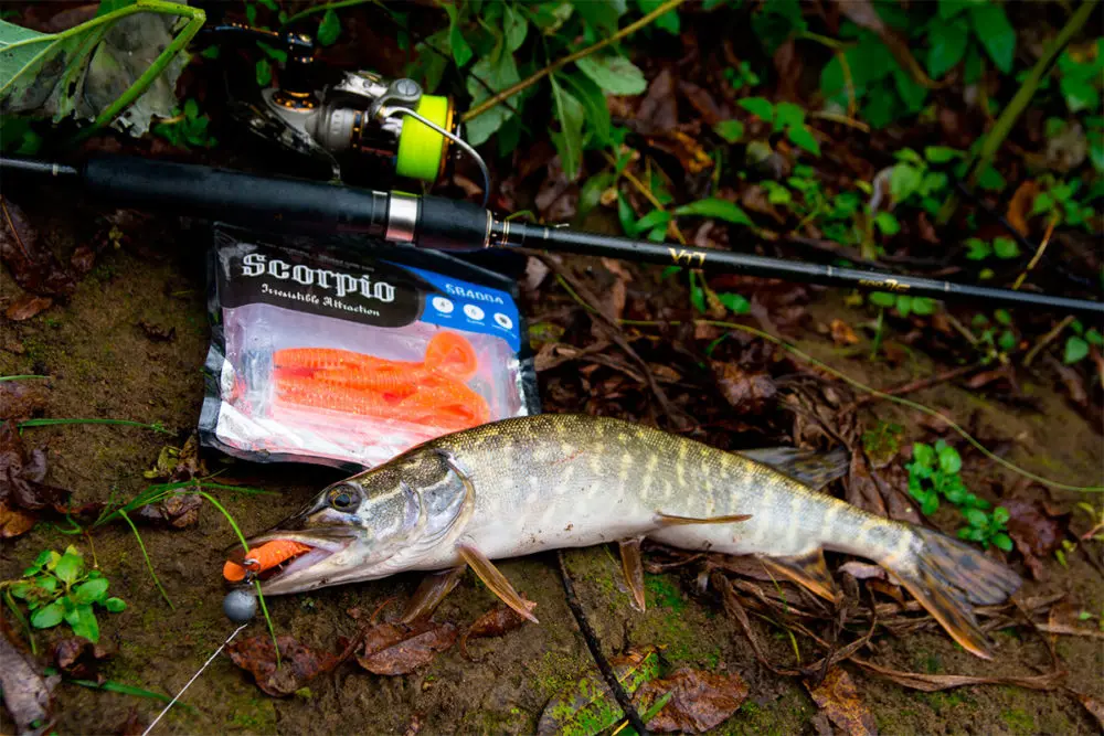 Pike fishing on a jig in autumn