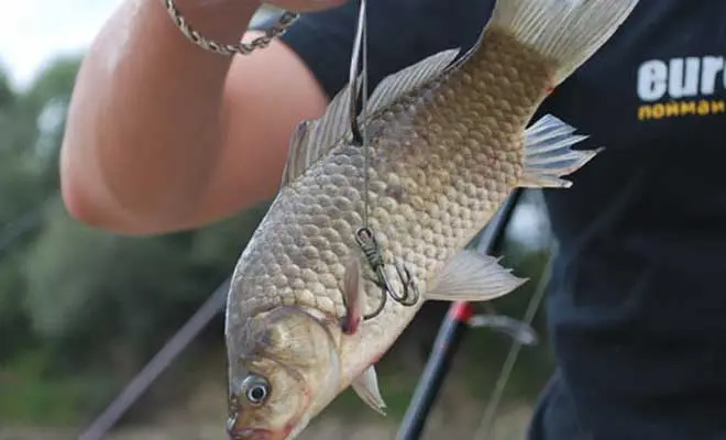 Pike fishing on mugs: design, equipment, fishing methods on lakes and rivers