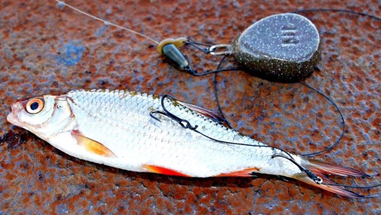 Peshkimi me pike në gomar: mjetet dhe llojet e pajisjeve, taktikat e peshkimit