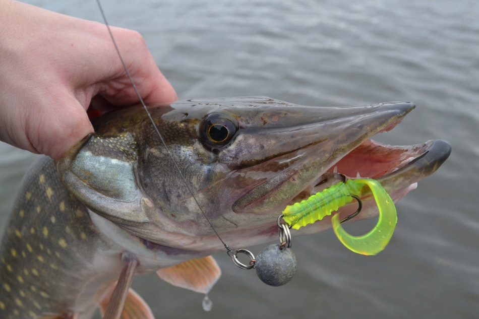 Pike fishing on twisters: wiring, sizes and colors of lures