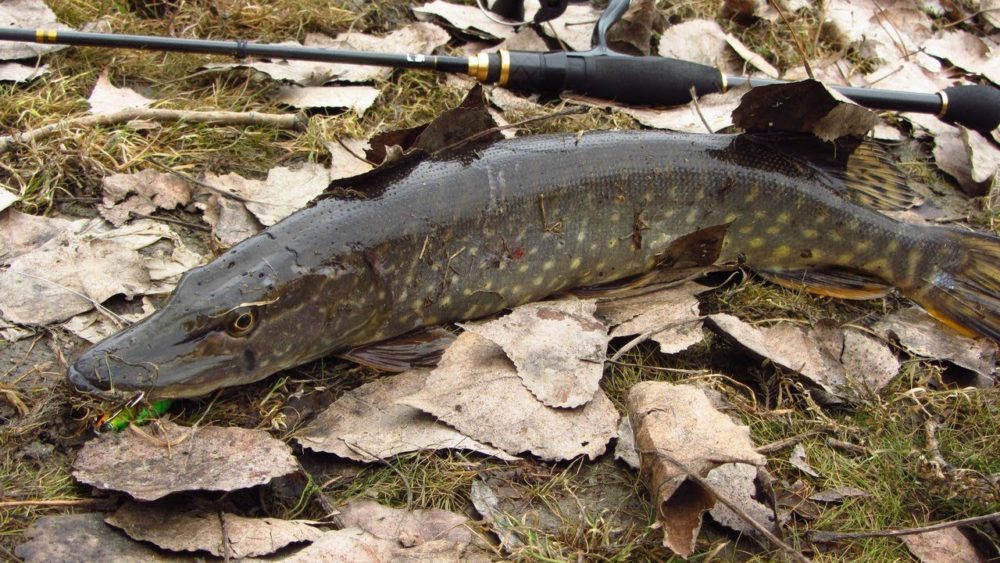 Pike in autumn: where to look, how and what to catch. Autumn zhor pike