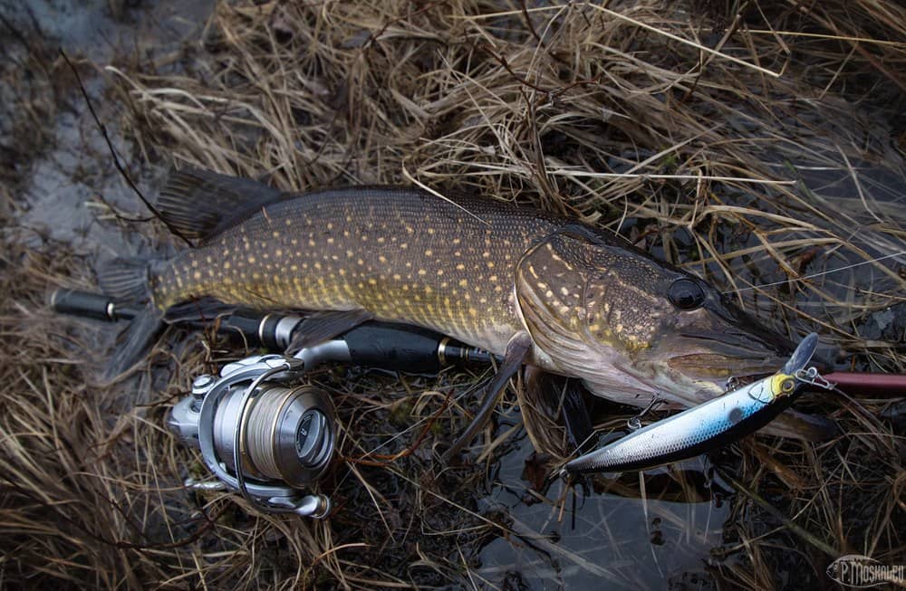 Pike in autumn: where to look, how and what to catch. Autumn zhor pike