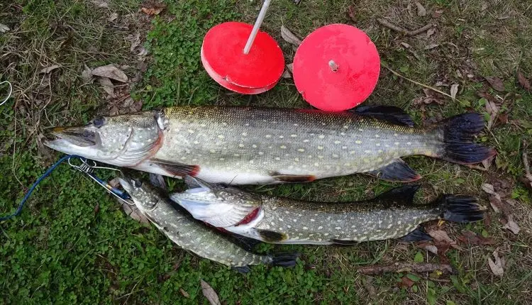 Pike in autumn: where to look, how and what to catch. Autumn zhor pike