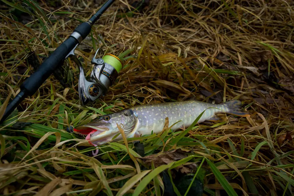 Pike in autumn: where to look, how and what to catch. Autumn zhor pike