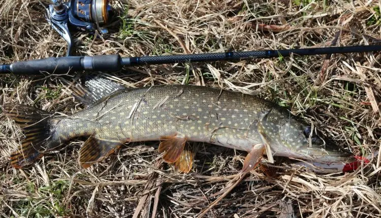 Pike in autumn: where to look, how and what to catch. Autumn zhor pike