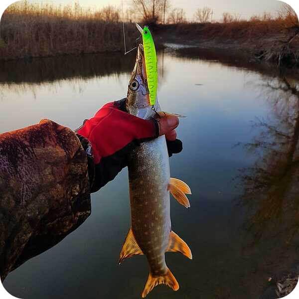 Pike in November for spinning