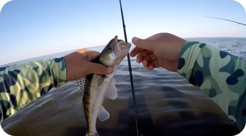 Pike perch - what it looks like, habitats, food