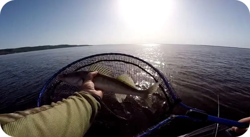 Pike perch - what it looks like, habitats, food