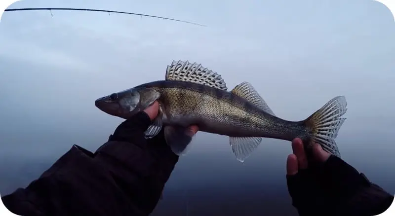 Pike perch - what it looks like, habitats, food