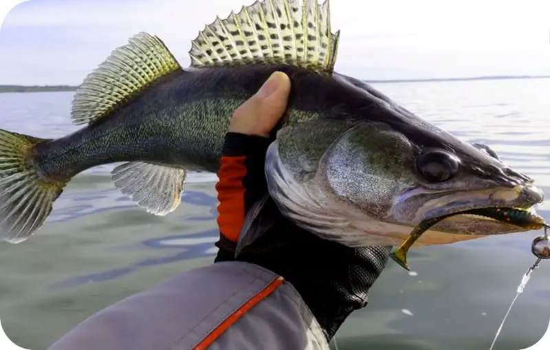 Pike perch - what it looks like, habitats, food