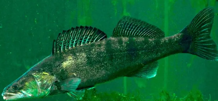 Pike perch: fishing, description of fish, habitats, species that eat