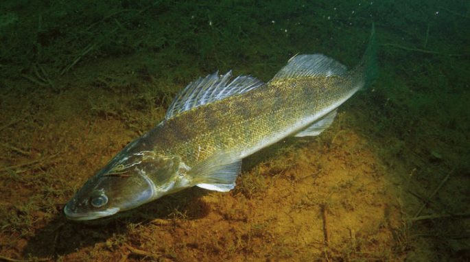 Pike perch: fishing, description of fish, habitats, species that eat