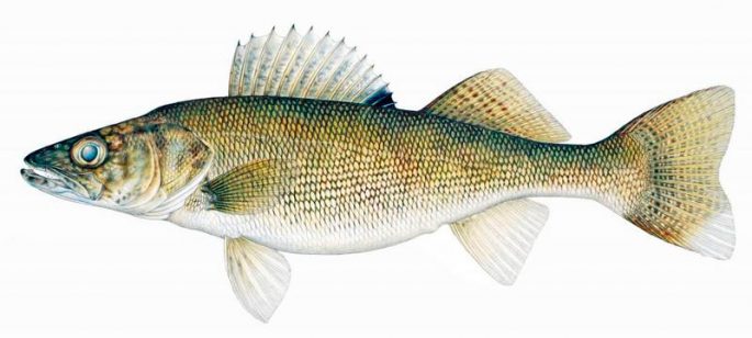 Pike perch: fishing, description of fish, habitats, species that eat