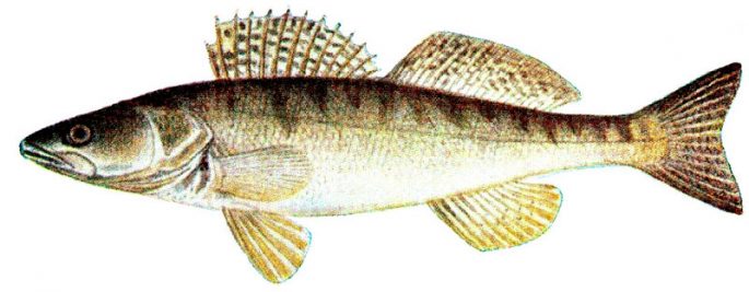 Pike perch: fishing, description of fish, habitats, species that eat