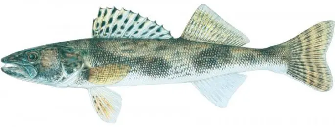 Pike perch: fishing, description of fish, habitats, species that eat