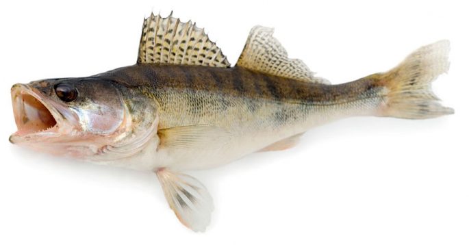 Pike perch: fishing, description of fish, habitats, species that eat