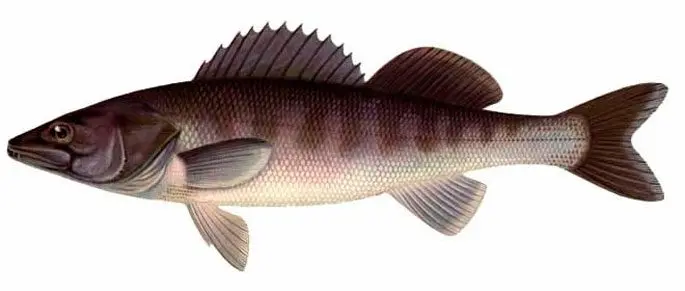 Pike perch: fishing, description of fish, habitats, species that eat