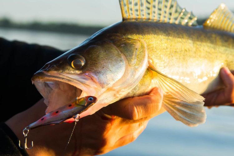 Pike perch fishing in June: predator activity hours, parking places, gear and lures used