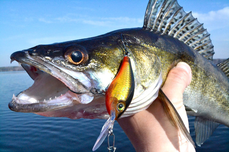 Pike perch fishing in June: predator activity hours, parking places, gear and lures used