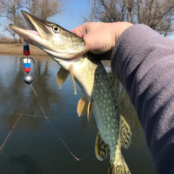 pike spawning