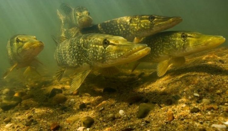 Pike spawning. When, where and under what conditions does pike spawn?