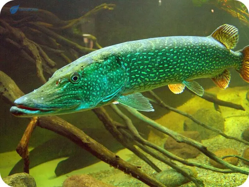 pike species