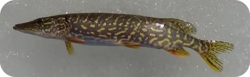 pike species