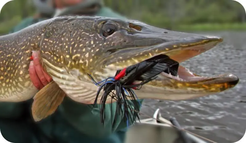 pike species