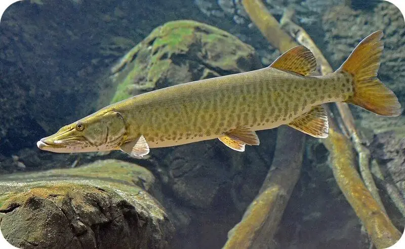 pike species