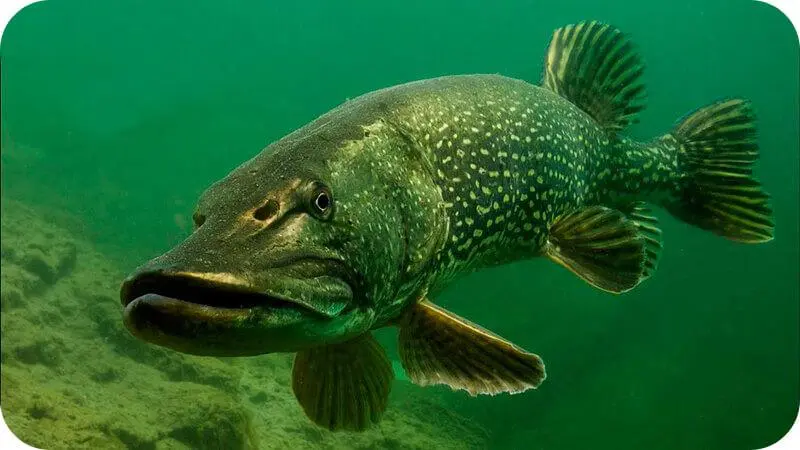 pike species