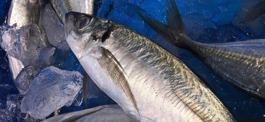Places for catching horse mackerel and habitat, choice of gear for fishing