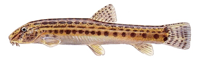 Plucked fish: appearance, description with a photo, where it is found