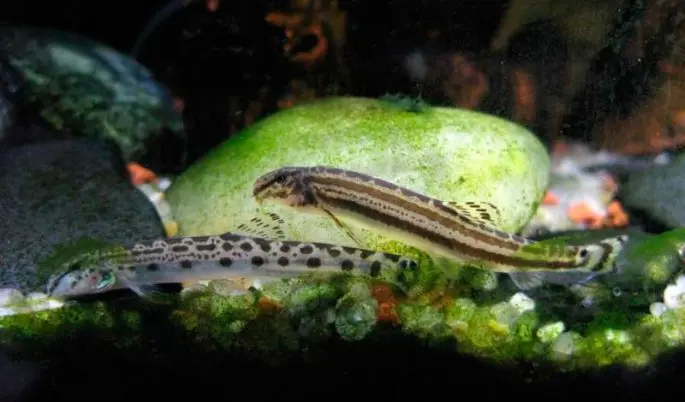 Plucked fish: appearance, description with a photo, where it is found