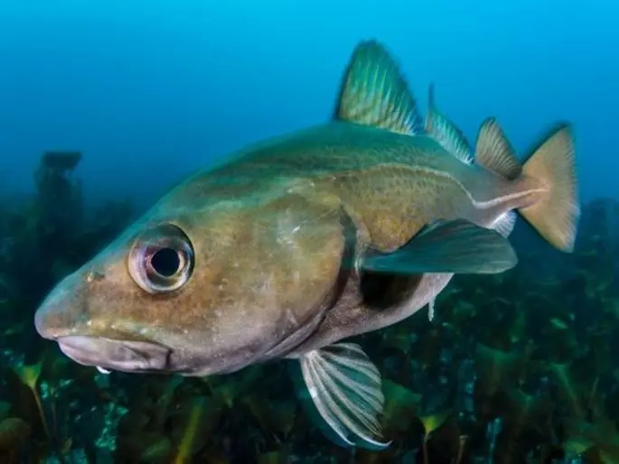 Pollock fish: a description of where it lives, what it eats, reproduction