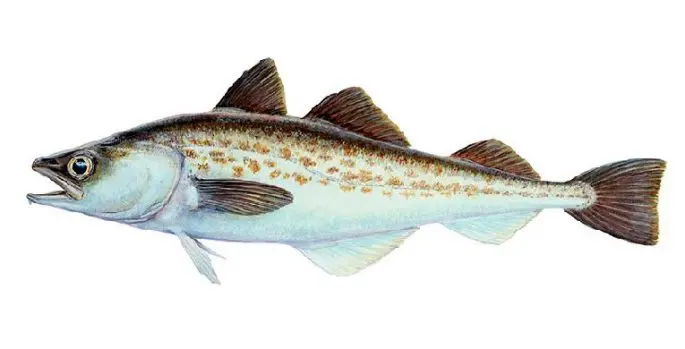 Pollock fish: a description of where it lives, what it eats, reproduction