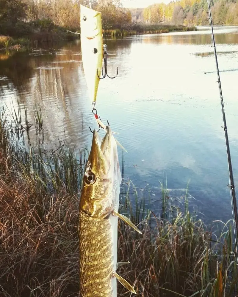 Poppers for pike
