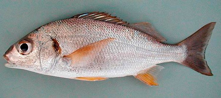 Prostipoma fish: where to find it, where to buy it, delicious recipes, useful properties